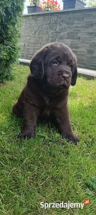 Labrador Retriever ZkwpFCI czekoladowe Dąbrowa Tarnowska sprzedam
