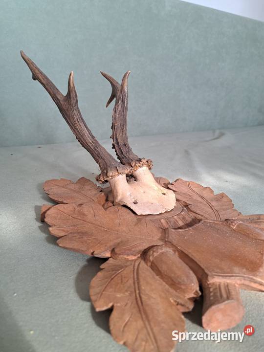 Poroże jelenia z deska drewnianą rzeźbioną Skopanie