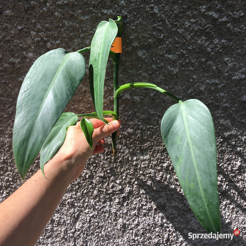 Philodendron filodendron Emerald Queen sadzonka Kraków sprzedam