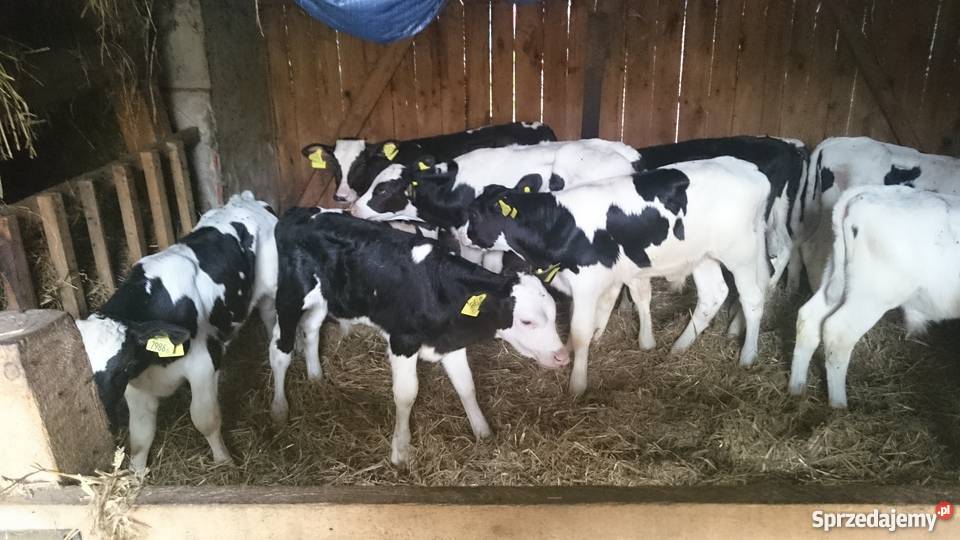 Byczki sprzedam mięsne mieszane i ho Golub-Dobrzyń