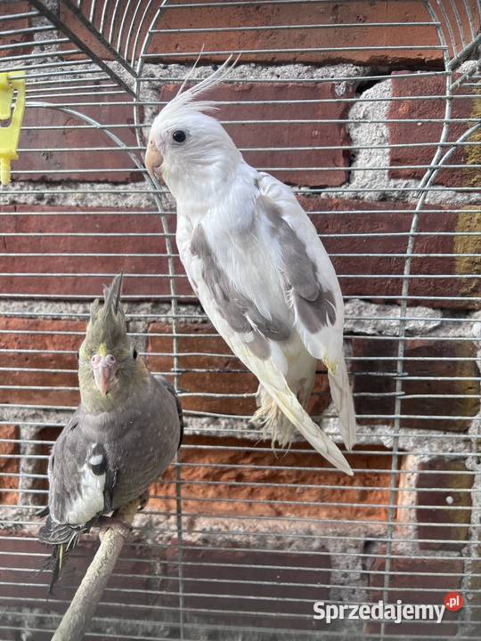Papugi nimfy Ptaki Kalisz