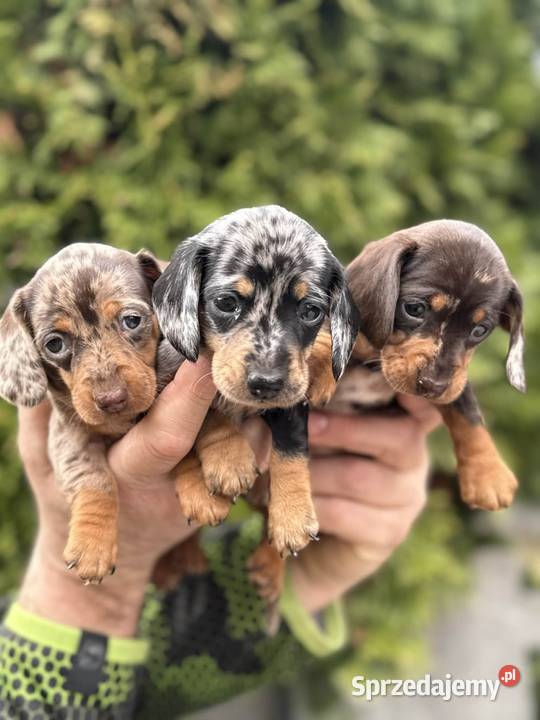 Jamniczek Choco merle Czekoladowy