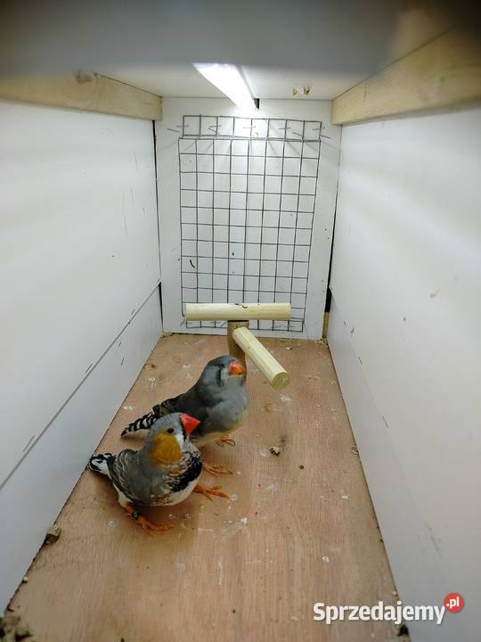 Zeberki wystawowe 2025 Jarosław sprzedam