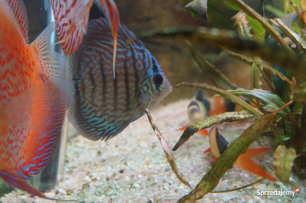 Paletki młode i dorosłe Lublin