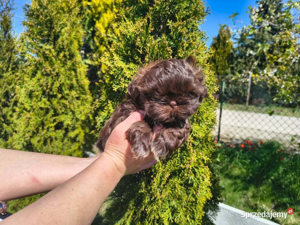 Shihtzu Shih TZU Choco Czekoladowy Żychlin