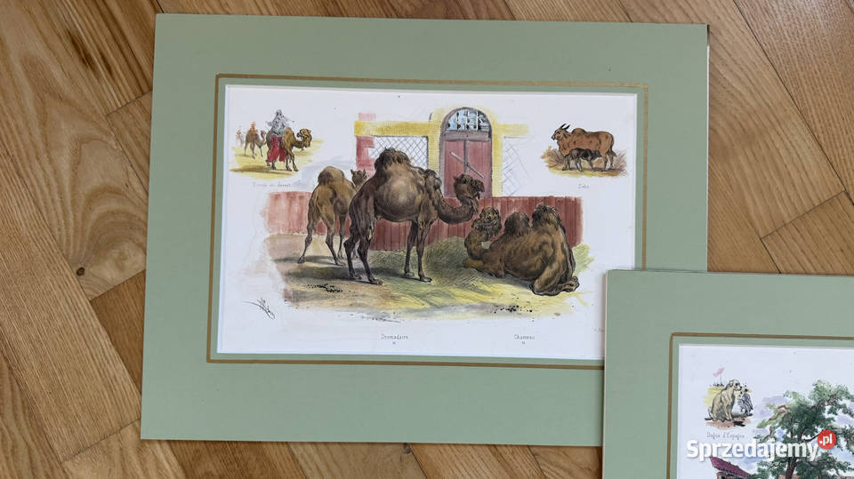 Oryginalne Litografie 1860 r Albert Adam Ręcznie mazowieckie Warszawa