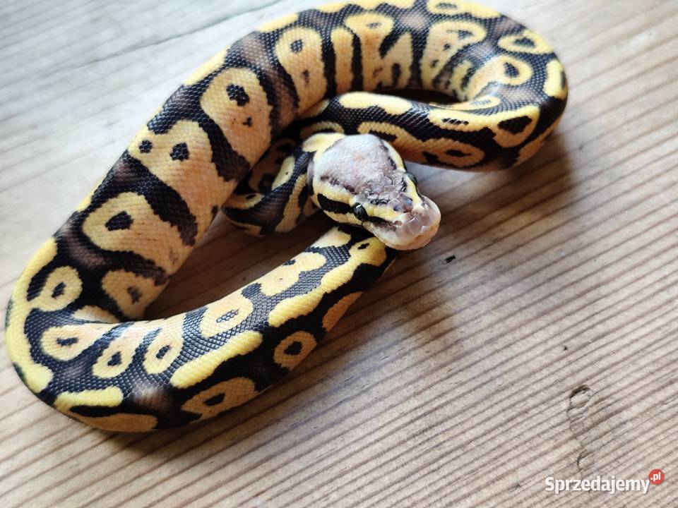Młode pytony Królewskie Pruszków