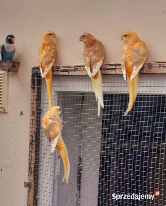 Sprzedam świergotki wielkopolskie Ostrów Wielkopolski