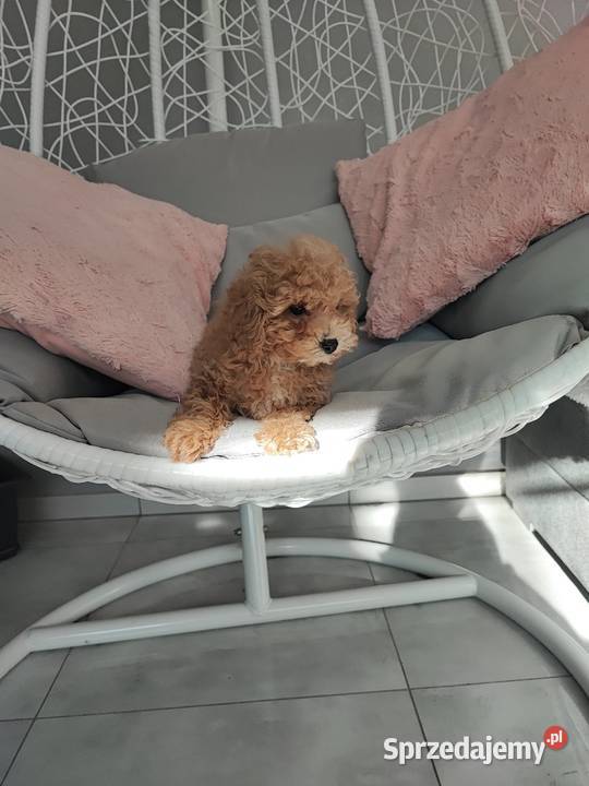 Pudelki malutkie toy dolnośląskie Bolesławiec