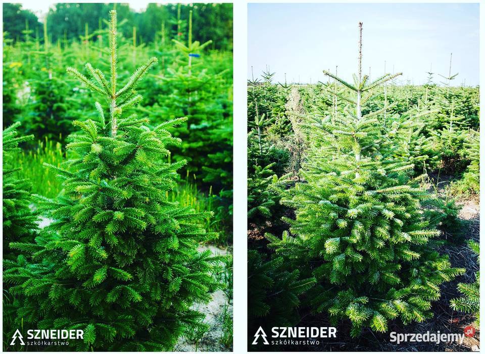 Jodła kaukaska plantacja Polski Producent Hurt i Osieczna