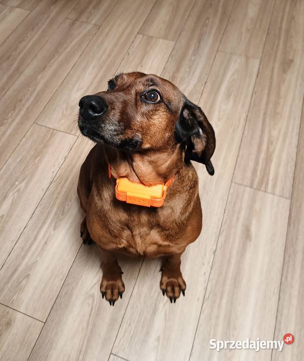 Lokalizator GPS dla psa bez abonamentu - wodoodporny