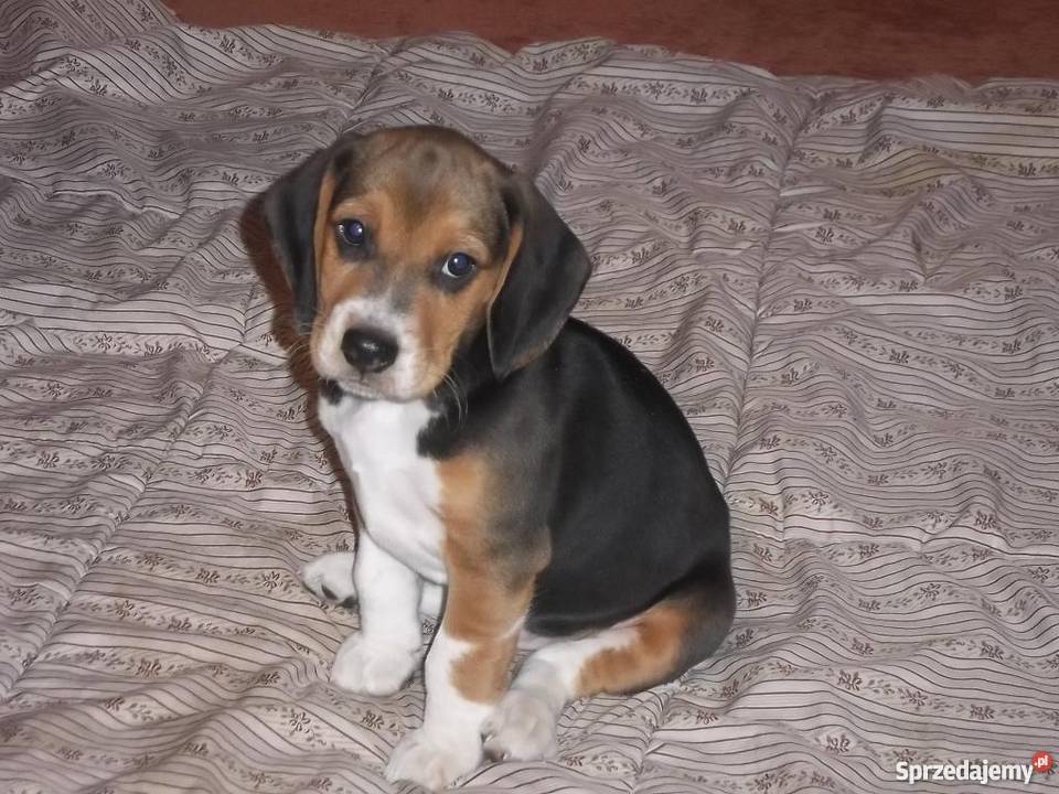 BEAGLE tricolor Jaktorów-Kolonia sprzedam