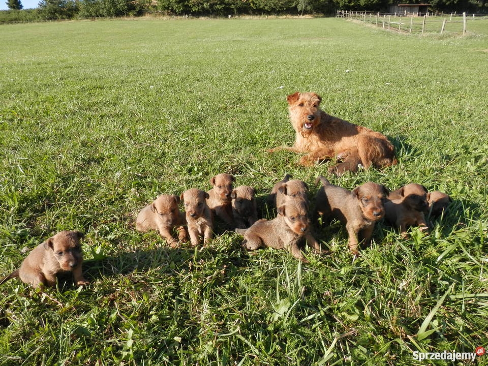 Terrier irlandzki rodowodowe szczenięta FCI Łódź