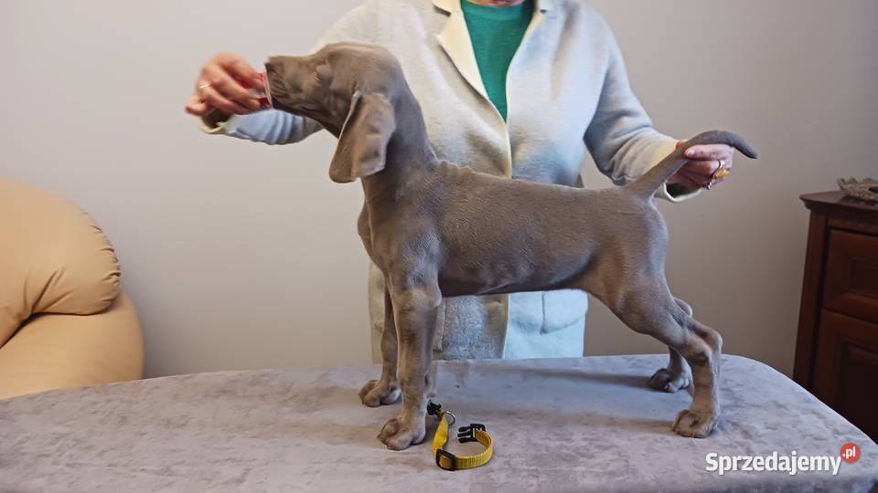 Wyżeł weimarski szczenięta rodowodowe ZKwPFCI sprzedam