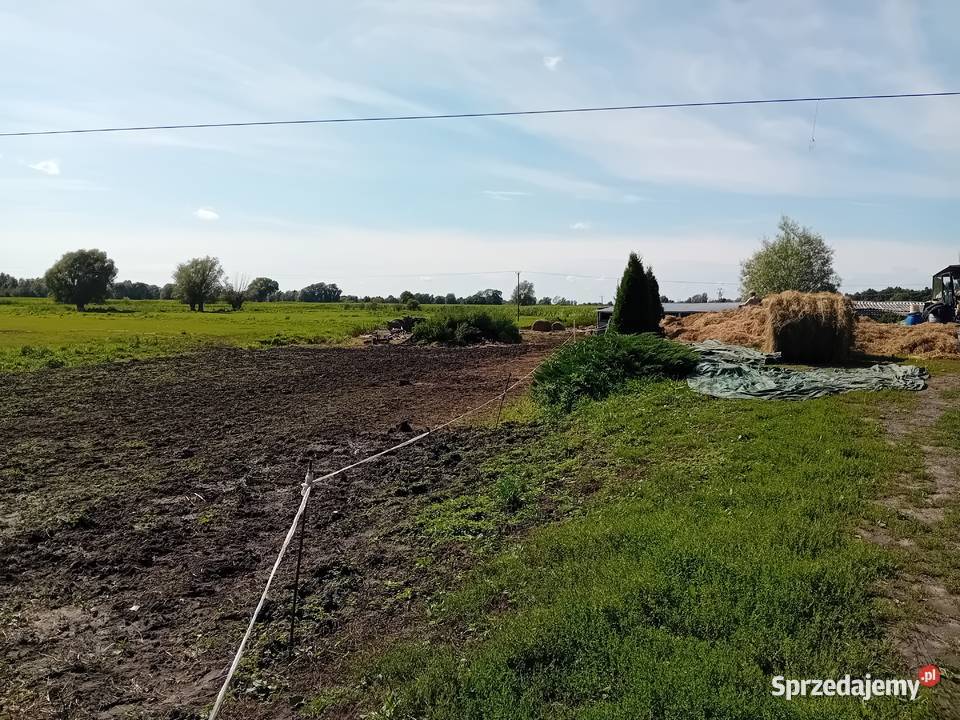 Syndyk sprzeda udziały w grunatach Żurawiec Sprzedaż Jurandowo