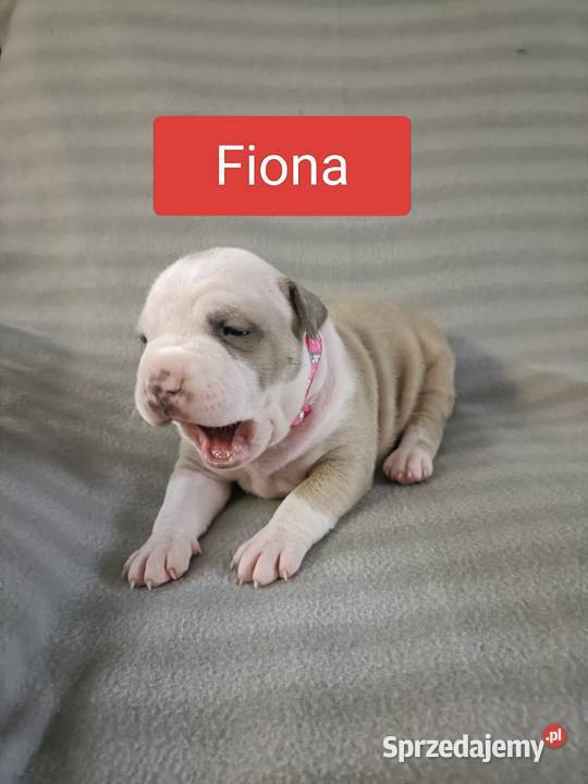 Szczenięta American staffordshire terrier Wyszków