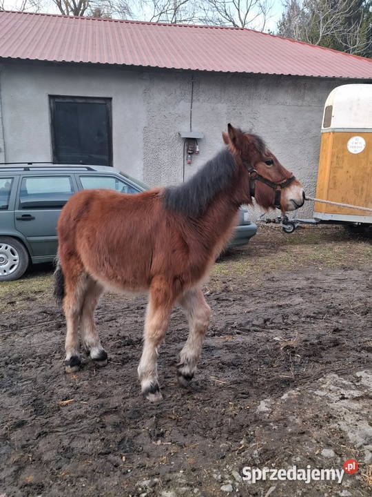 Ogierek zimnokrwisty Piórków