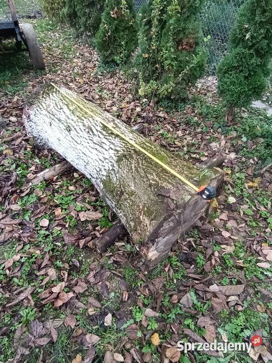 Klocek orzecha Brzozów