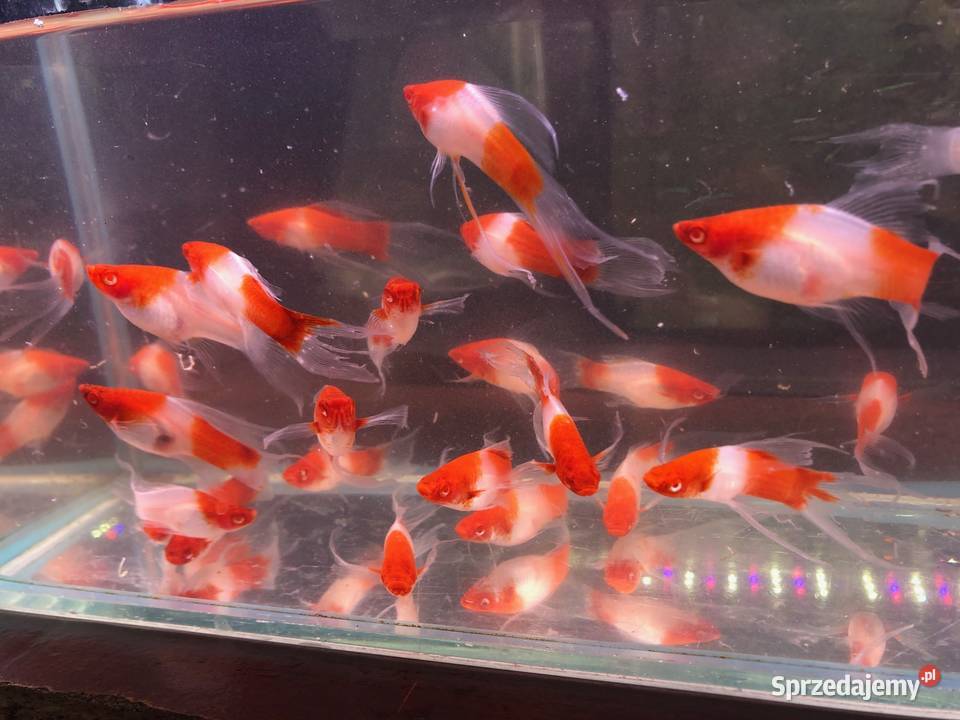 Mieczyk Koi Lira Ryby Justynów
