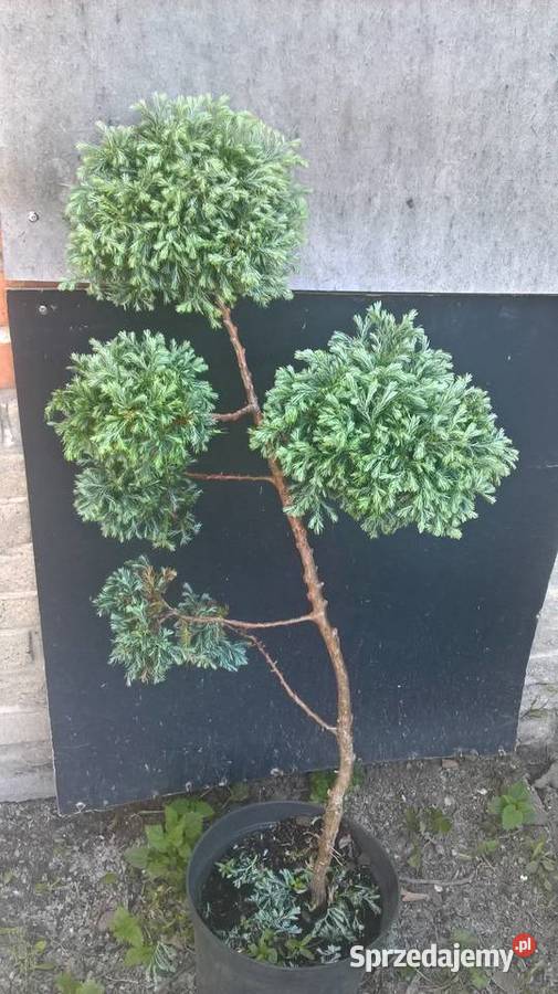 Ogrodowe Bonsai Formowane Iglaki Mszczonów sprzedam
