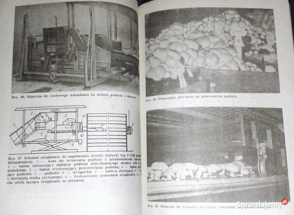 Pieczarka Krystian Szudyga Chełm