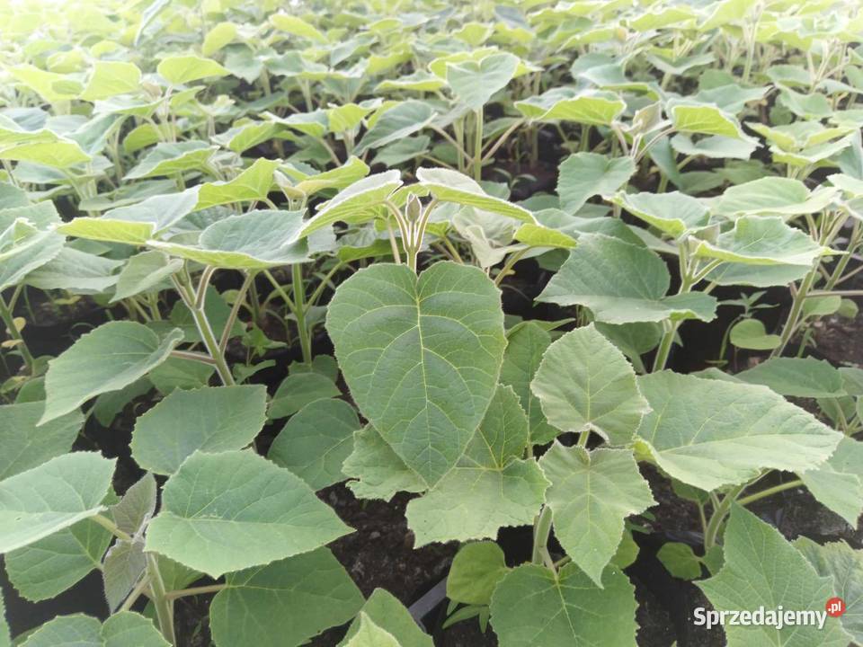 Paulownia shan tong drzewo tlenowe szybko sprzedam