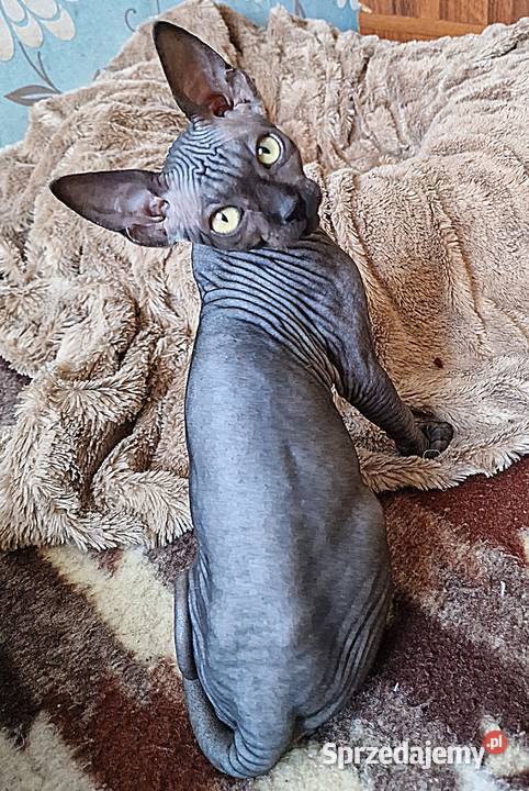 Sfinks Kanadyjski kocurek Sfinks Sfinks wielkopolskie Jarocin