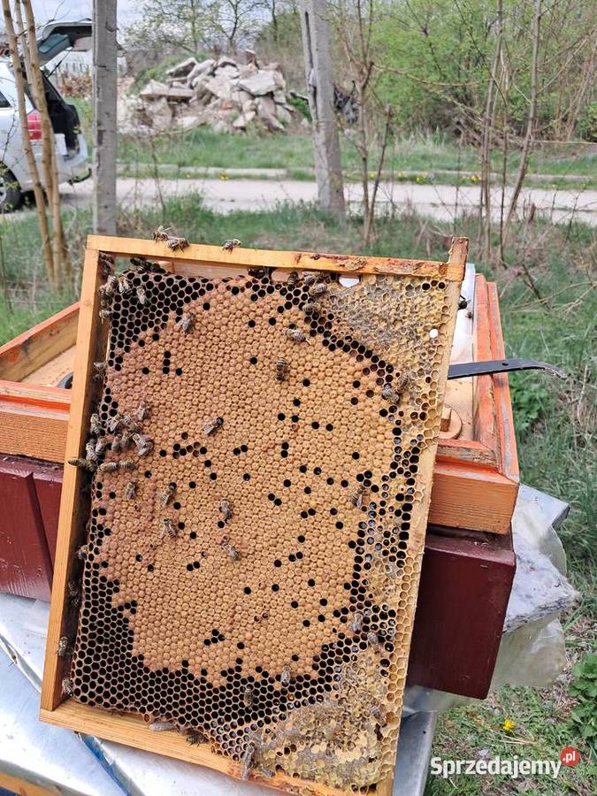 Pakiety Odkłady Pszczoły