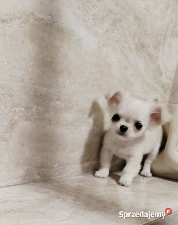 Chihuahua długowłosa Warszawa