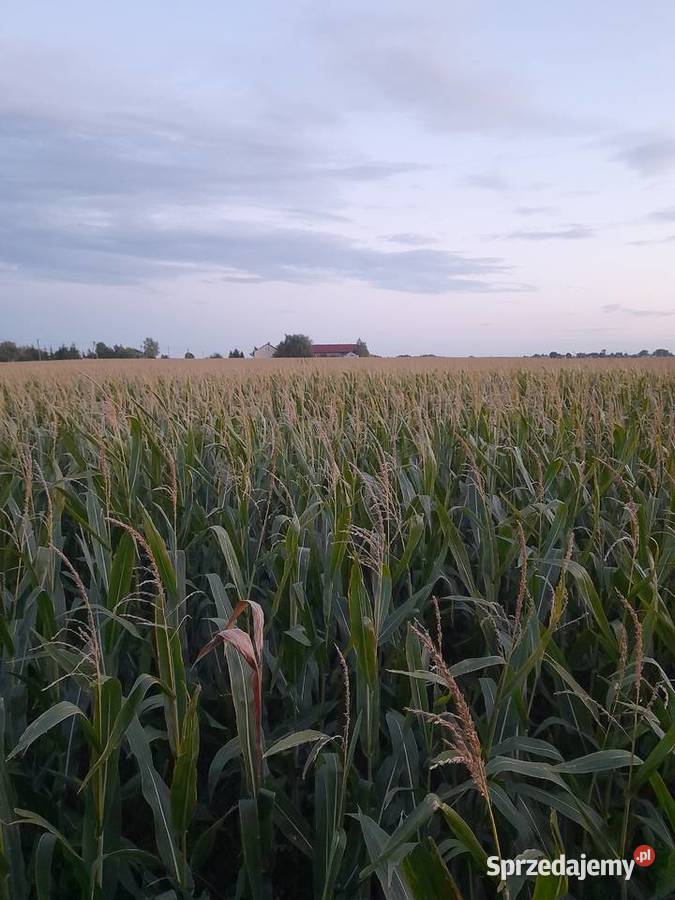 Sprzedam Goszczanów