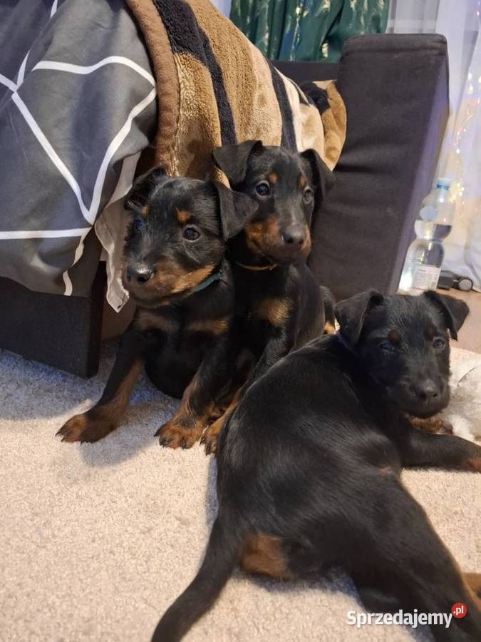 Terier Niemiecki Suczka Annopol