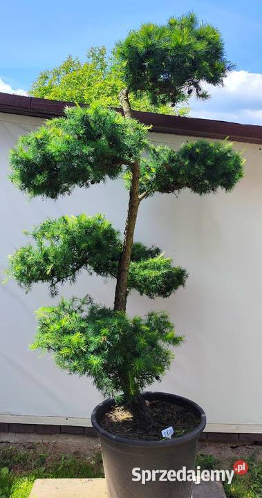 Bonsai Niwaki Modrzew Medynia Łańcucka