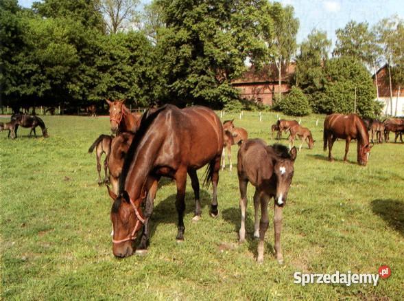 3 KONIE Pozostałe Jarosław