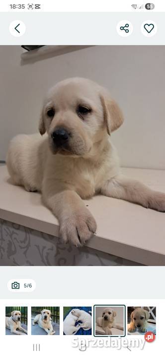Labrador retriever reproduktor Tarnów