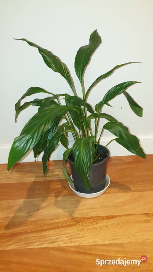 Skrzydłokwiat duży wysoki na 48 Warszawa sprzedam