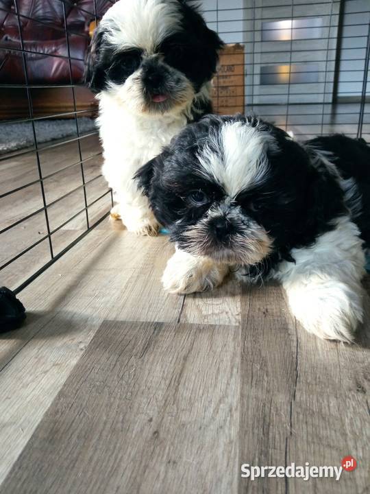 Shihtzu pieski szczeniaki Dębica