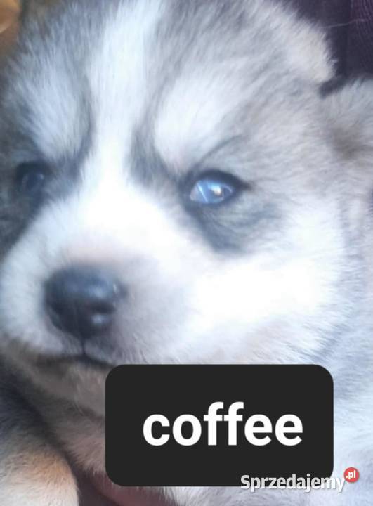 Syberiany husky mlode Reda