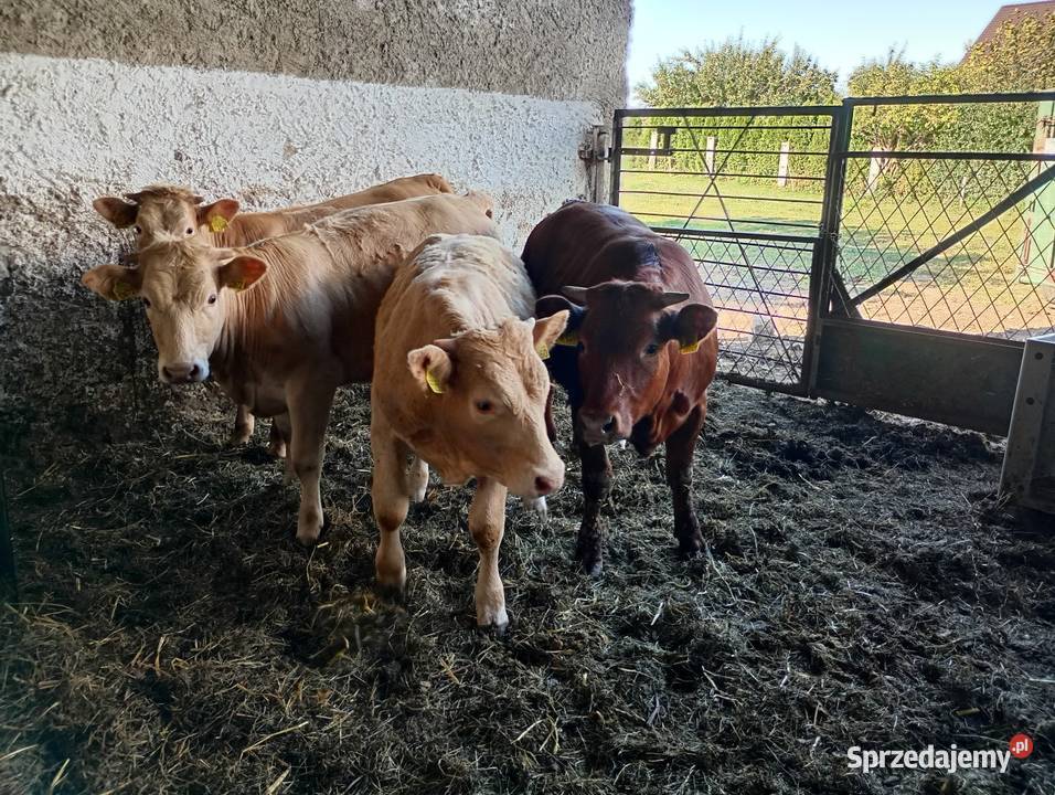 Odsadki mięsne charolaise Limousine Bydło