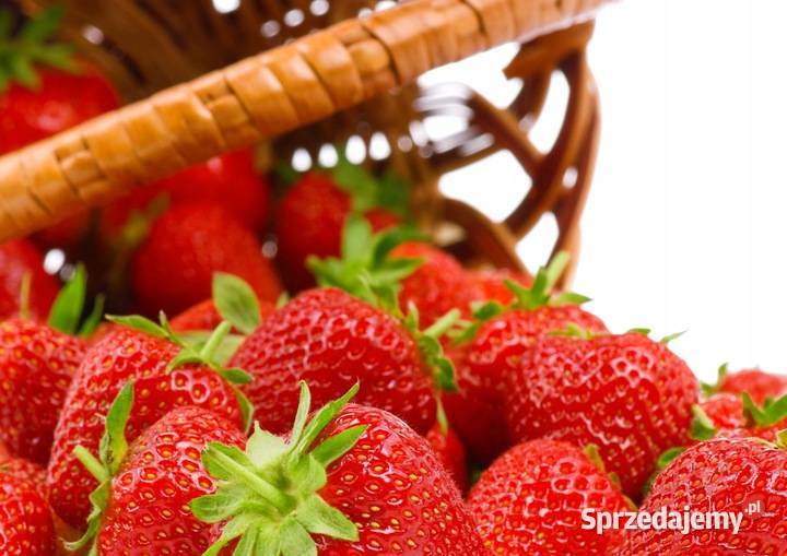 Sadzonki truskawek Truskawki Gigant doniczkowane Wilamowice sprzedam