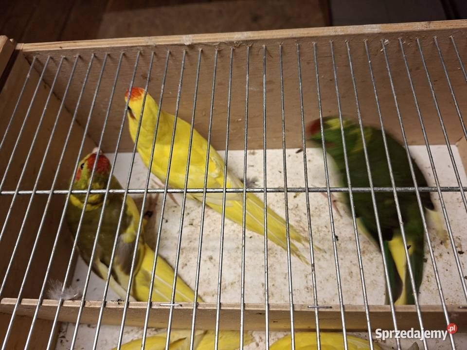 Modrolotki Rzeszotary