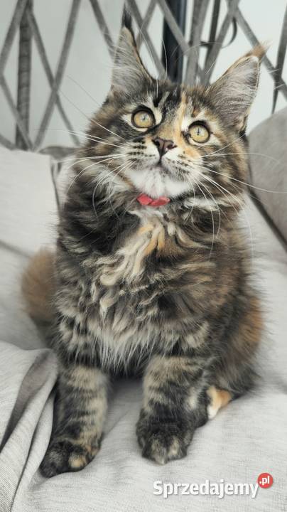 Maine coon gotowa do odbioru Szczecin sprzedam