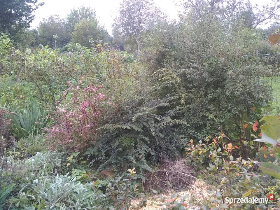 Działka ROD Żeromskiego Ostrowiec Świętokrzyski