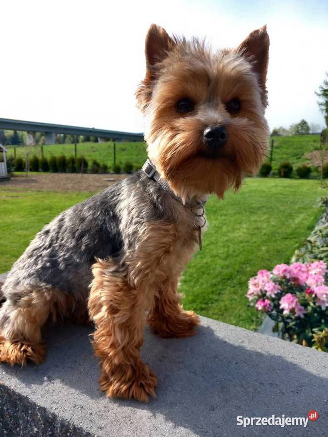 Yorkshire Terrier Skomielna Biała sprzedam