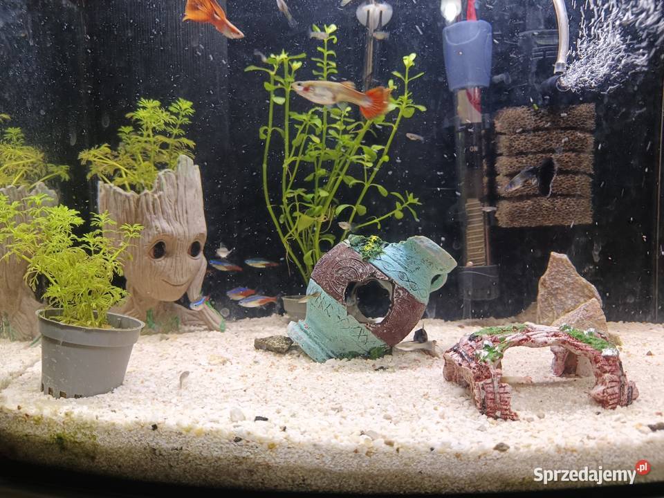 CZYTAJ OPIS Akwarium z pełnym wyposażeniem Agnopol