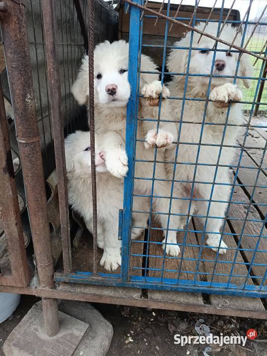 Owczarek Podhalański Łuków sprzedam