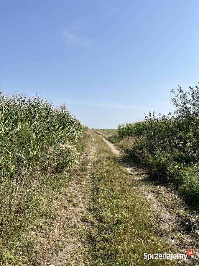 Sprzedam drewno na pniu Pozostałe Skiwy Małe