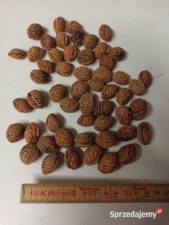 Pestki brzoskwini Mandżurskiej Lublin sprzedam