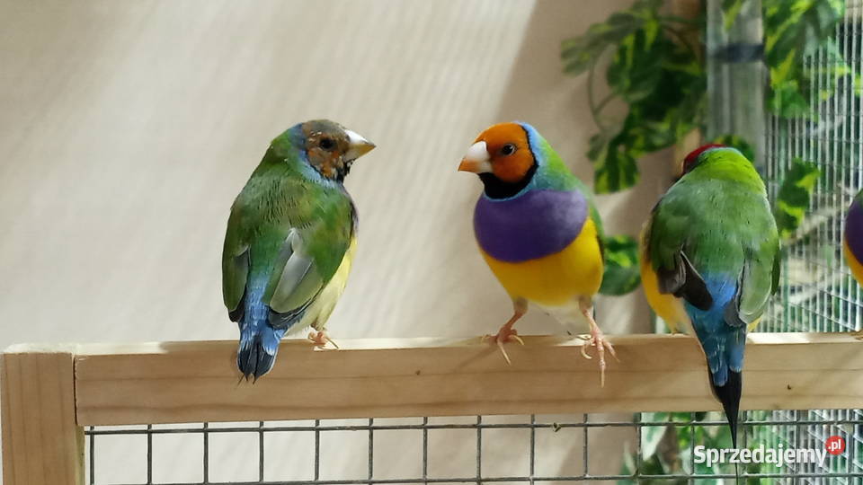 Amadyny wspaniałe Warszawa sprzedam