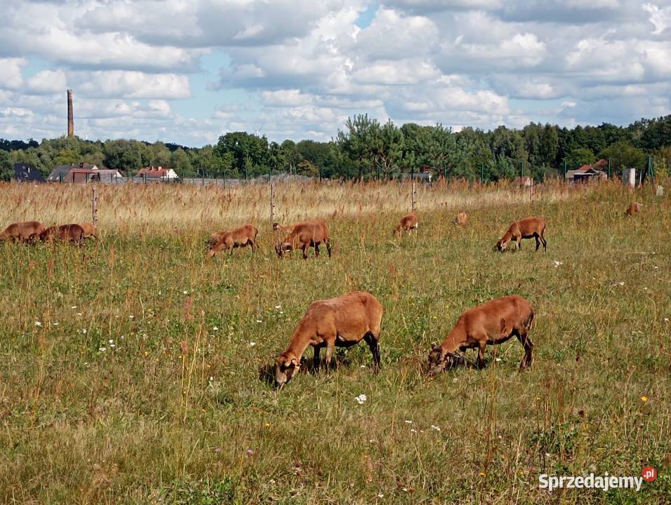 Owce i barany kameruńskie sprzedam