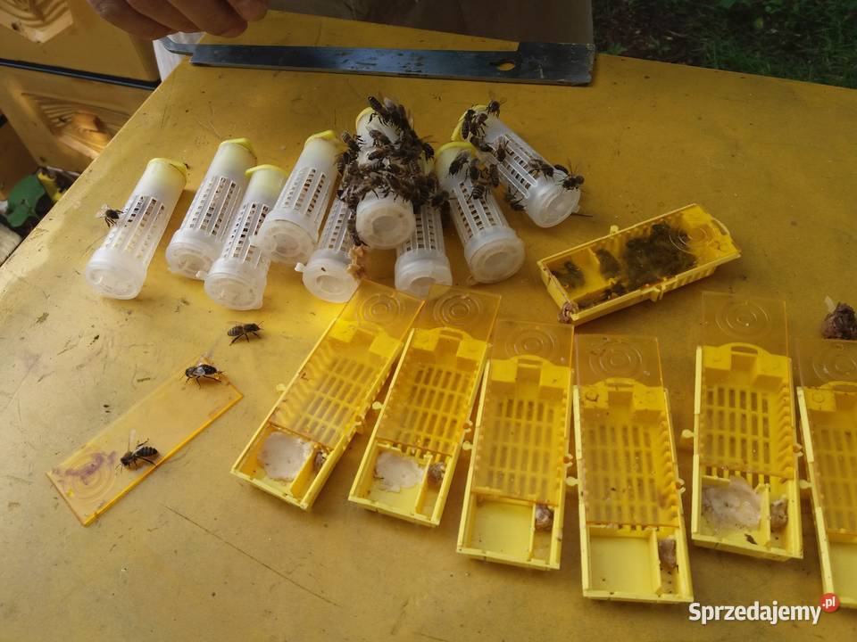 Matki pszczele HYG NieUnasiennione Buckfast Warszawa
